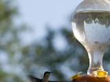 2008 Humming Birds 01